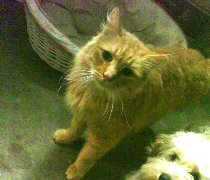 中国篮球职业联赛赛事直播互动技术创新研究,篮球联赛直播视频