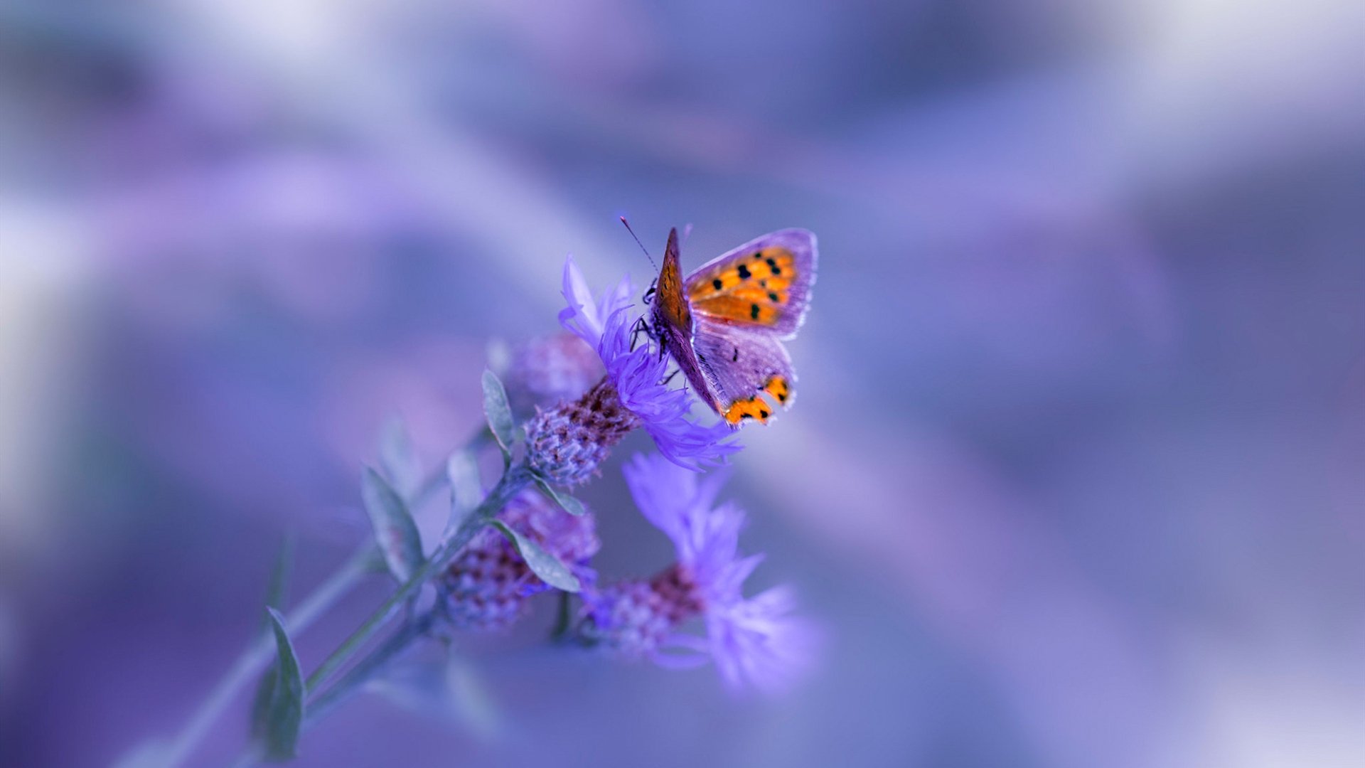 中国篮球职业联赛赛事运营管理与风险控制研究,我国篮球职业联赛