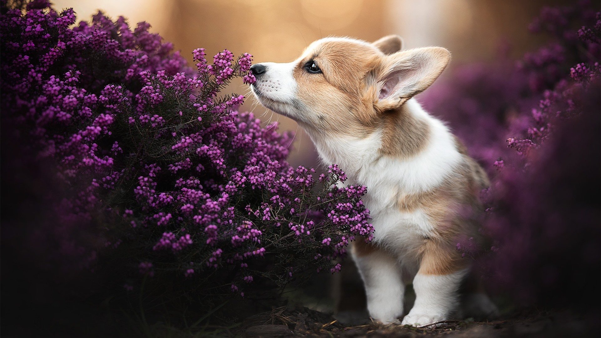 体育产业创新发展方向研究,体育产业科技创新