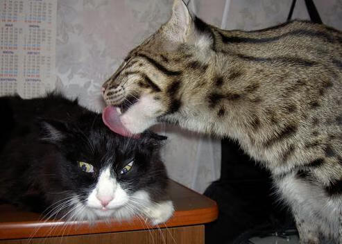 “高新体育中心羽毛球:速度与精准的完美碰撞”