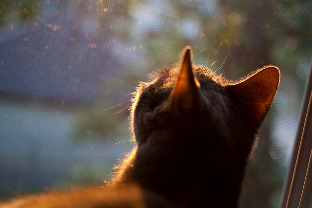 拜仁替补阵容发挥出色轮换无忧,拜仁队员2020