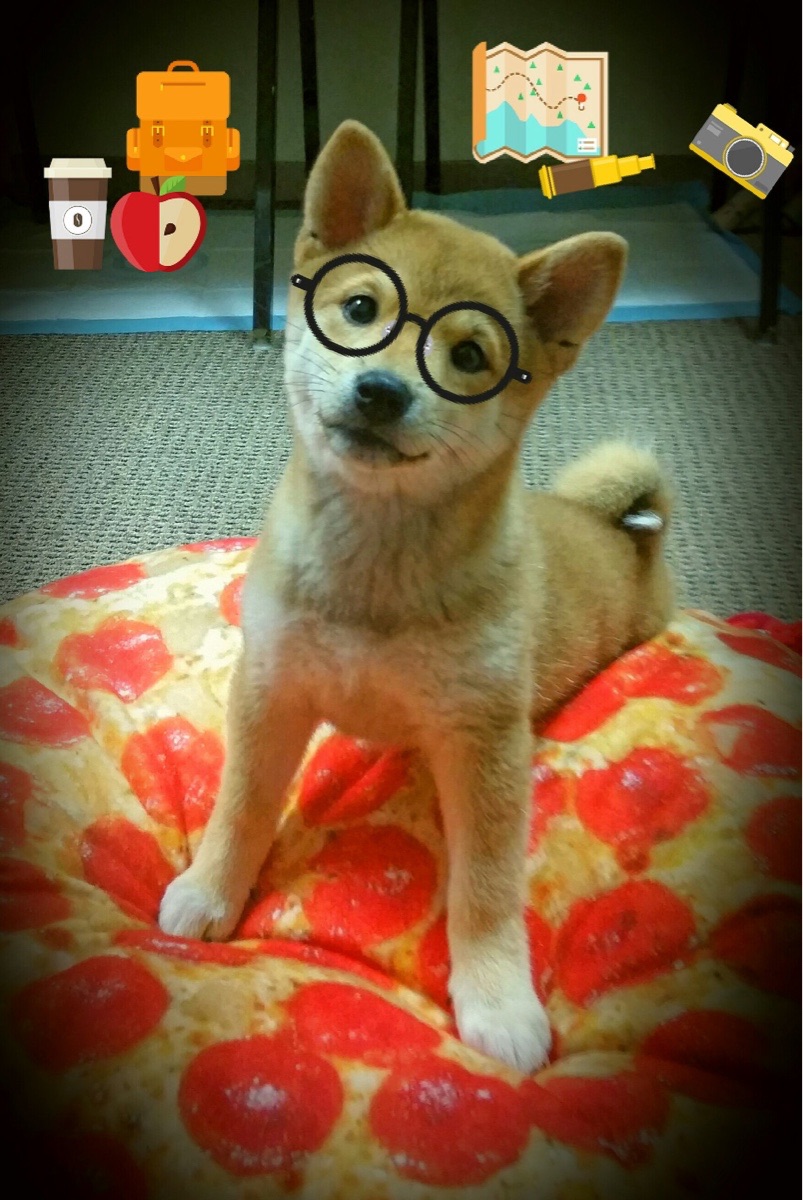 男子接力新组合试验成功,男子接力选手