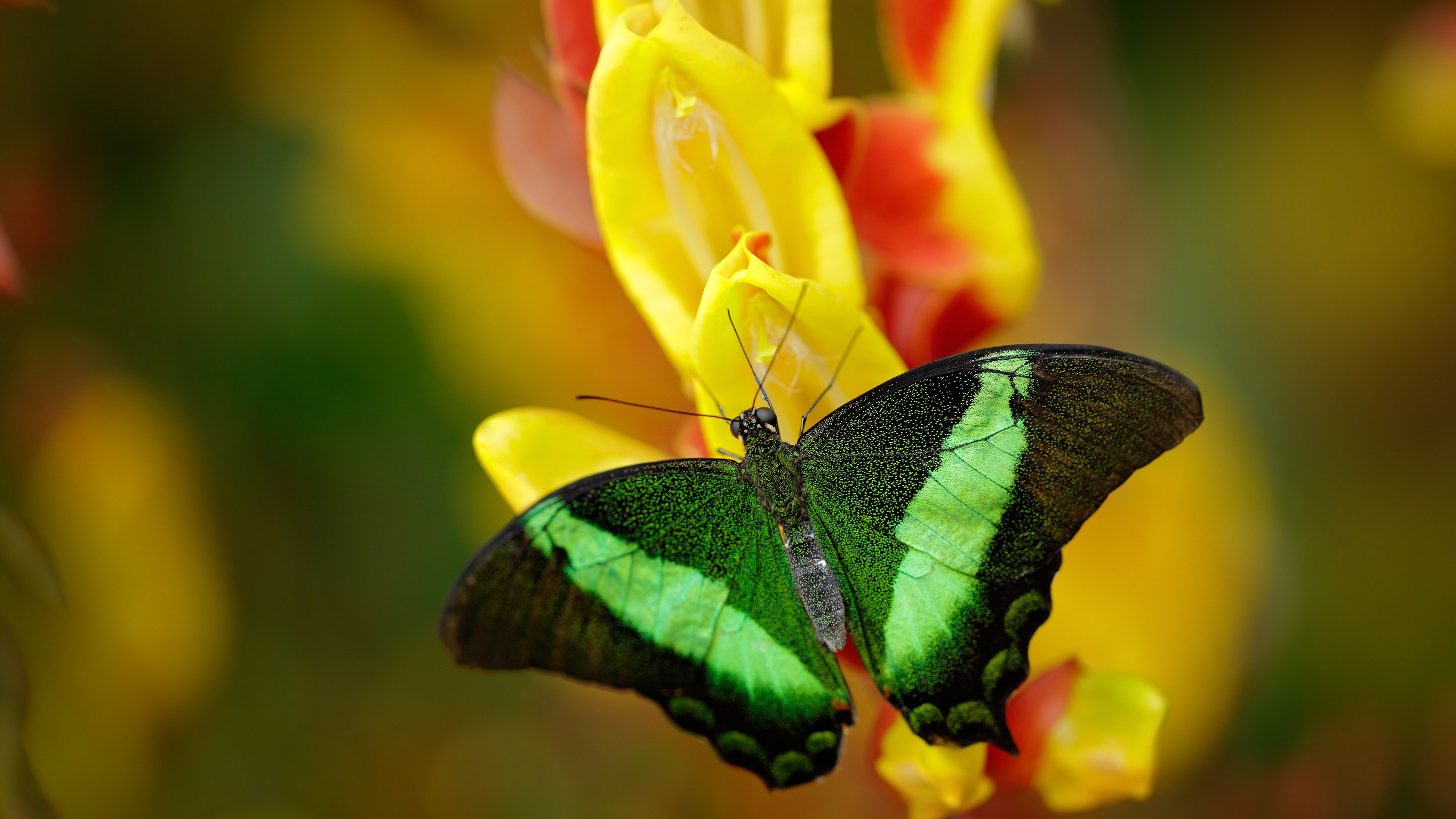东契奇积极防守带动全队士气提升,东契奇进攻集锦