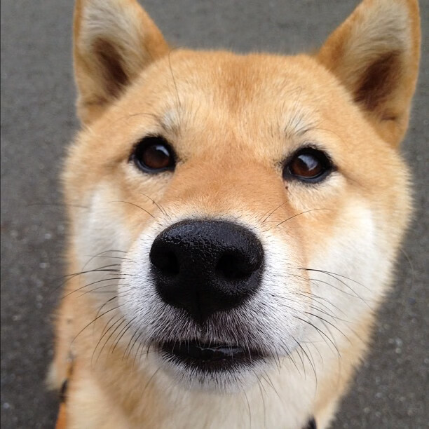 中美洲篮球锦标赛中,墨西哥队表现抢眼,冲击历史佳绩,美国男篮 墨西哥