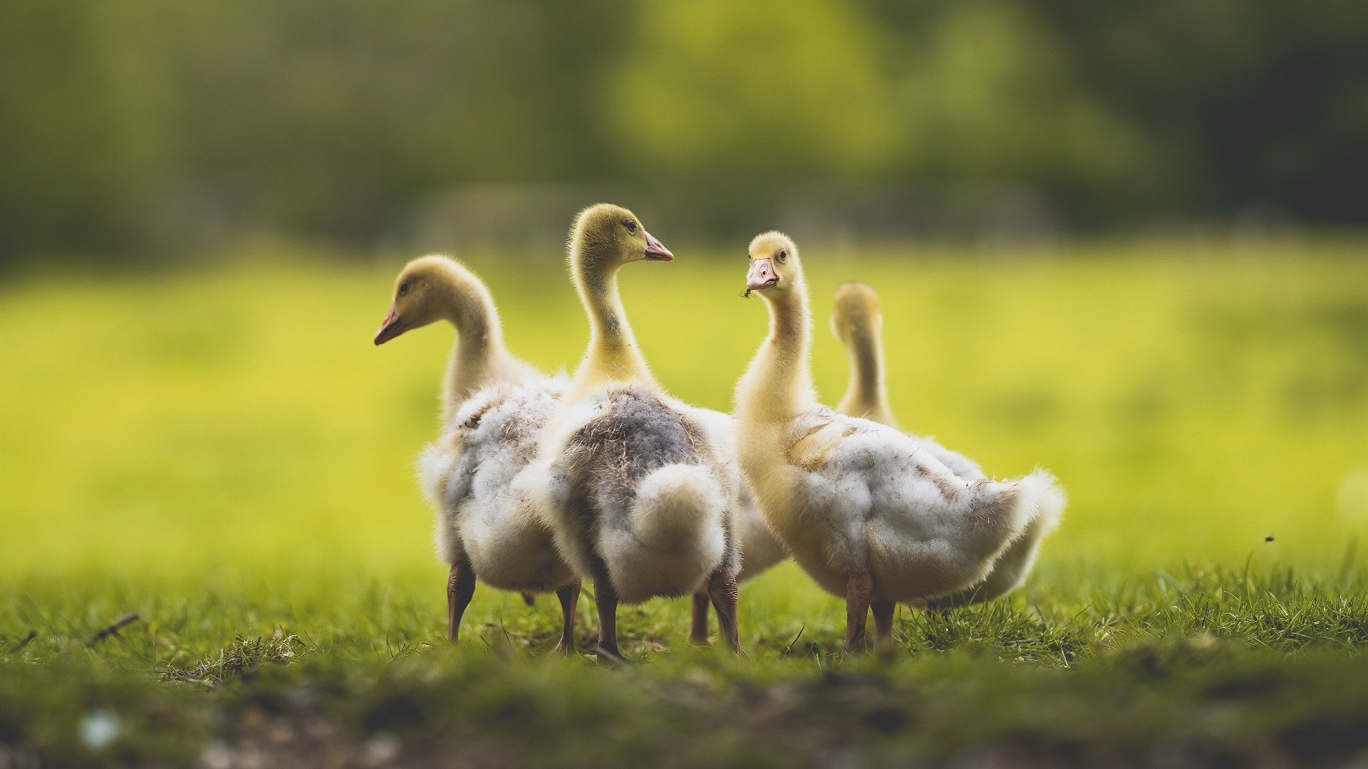 伊朗男篮在亚洲锦标赛中夺冠,展现非凡实力