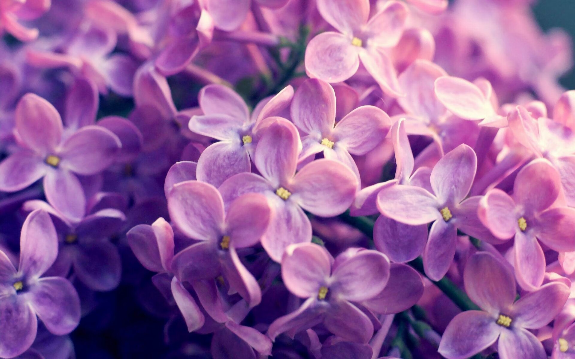 全黑队的攻防转换如行云流水,令对手难以捉摸,全黑队战舞