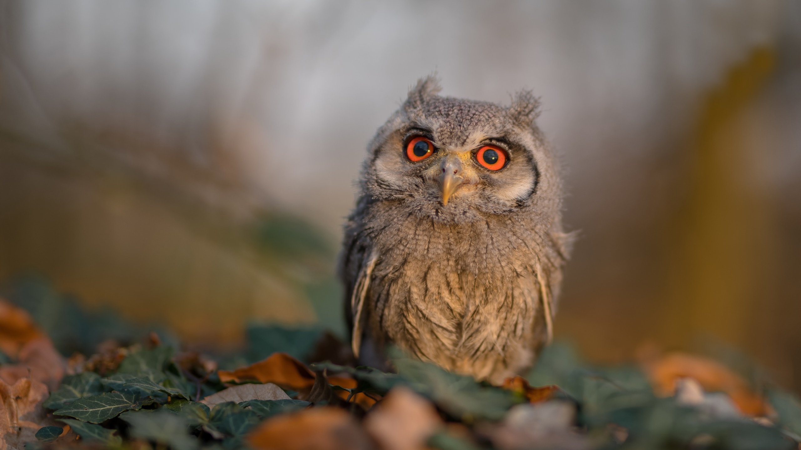 华体会平台-史密斯稳扎稳打锁定女子200米仰泳冠军，里约奥运会女子200米仰泳决赛视频