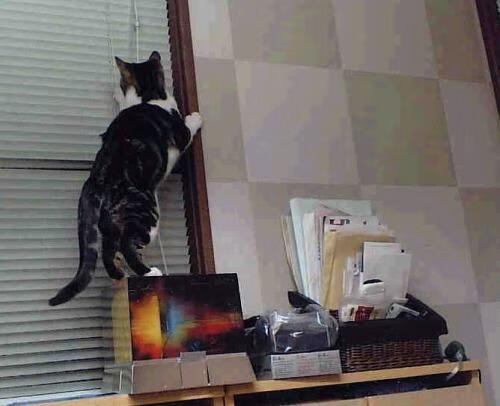 史密斯稳扎稳打锁定女子200米仰泳冠军,里约奥运会女子200米仰泳决赛视频