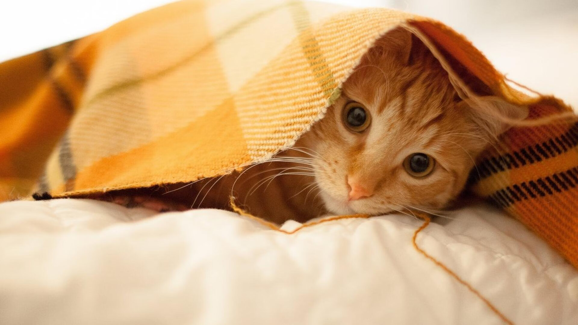 国际足球界聚焦:新一届国际足联主席竞选激烈进行,国际足联新成员