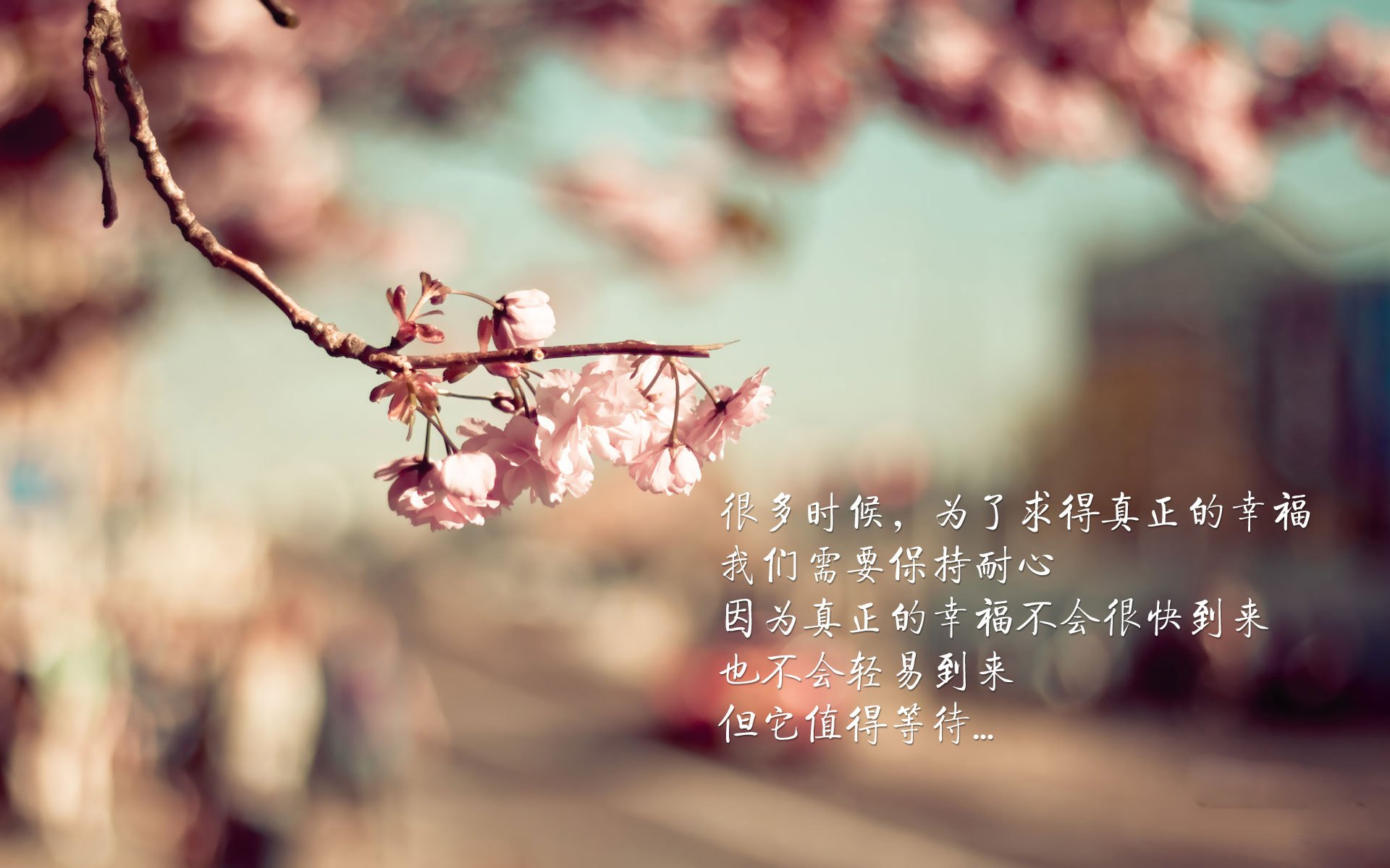 澳大利亚橄榄球青训体系逐步完善，成为全球橄榄球人才的摇篮，澳大利亚的橄榄球用英文怎么说