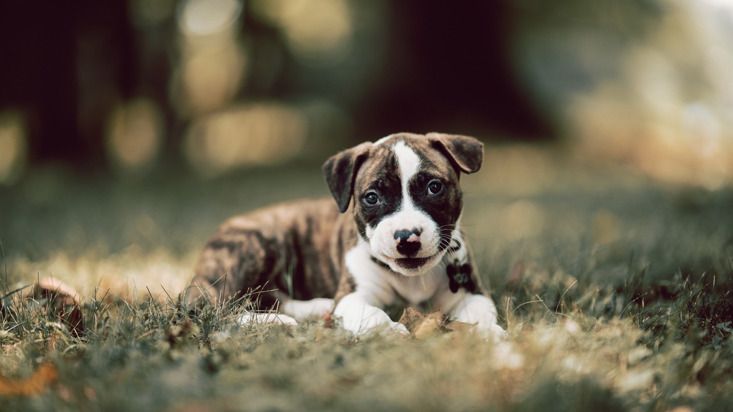美洲杯荣耀夜：明星闪耀的最强舞台，美洲杯冠军奖杯叫啥