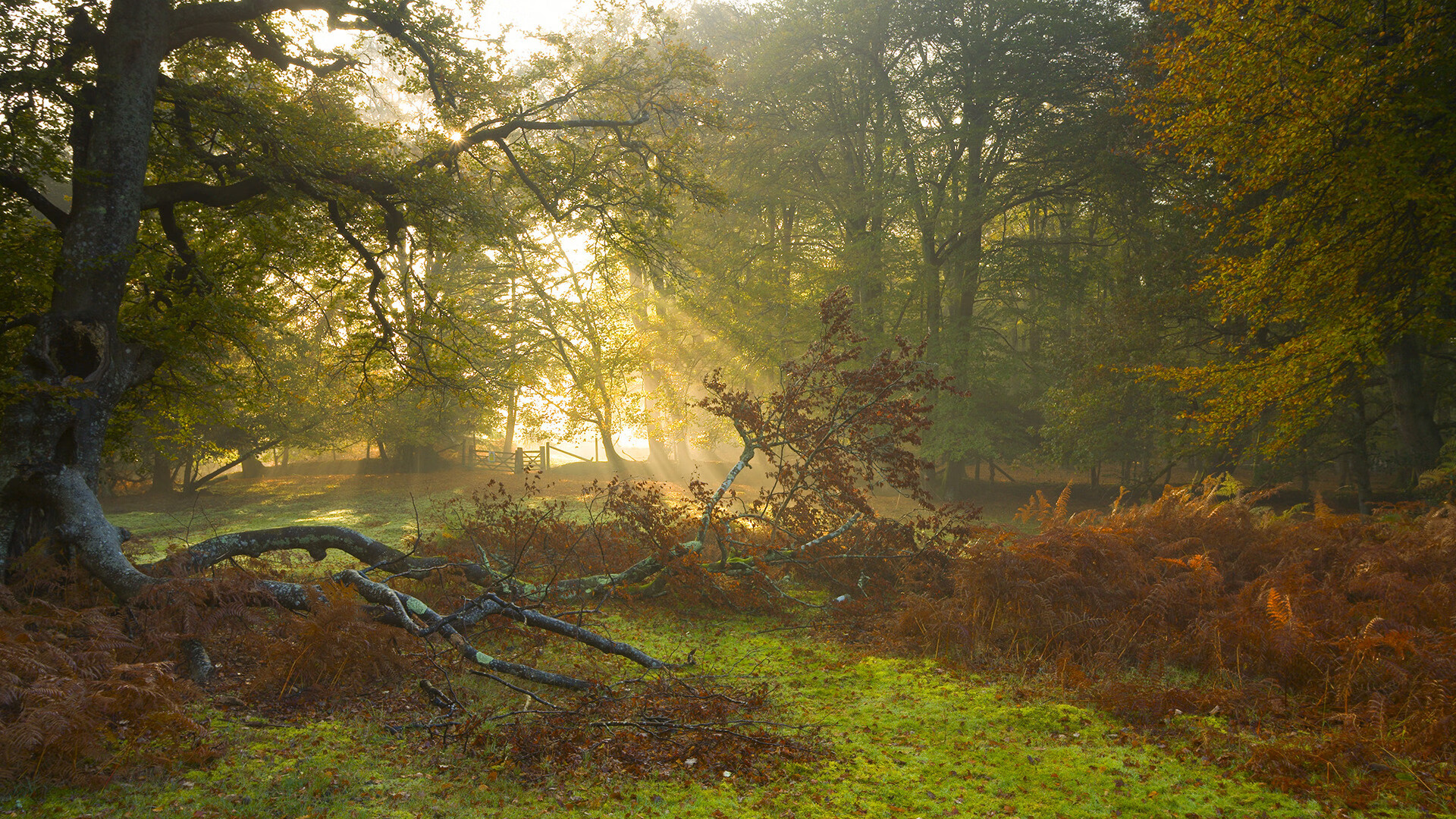 职业联赛建立伤病预警机制提高球员健康保障，球员伤病条款