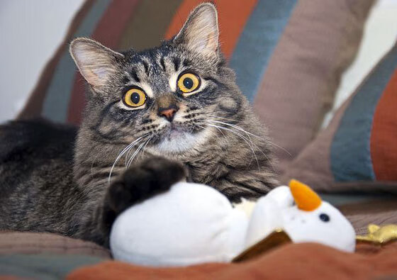 英格兰男队迎来新一代球星,英格兰队员2021