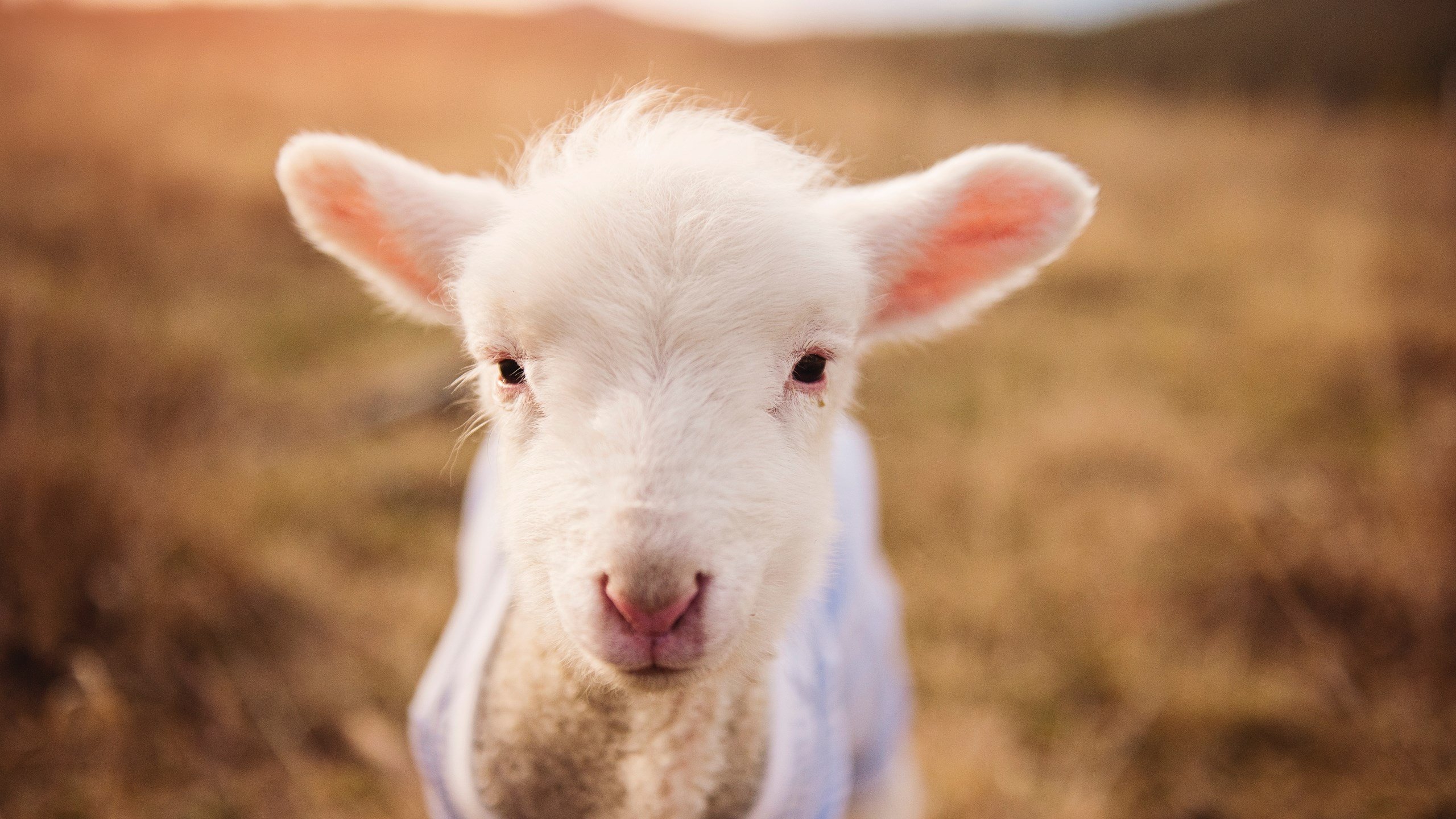 青训中心联手心理研究所开展青少年运动心理项目，青少年心理研究院