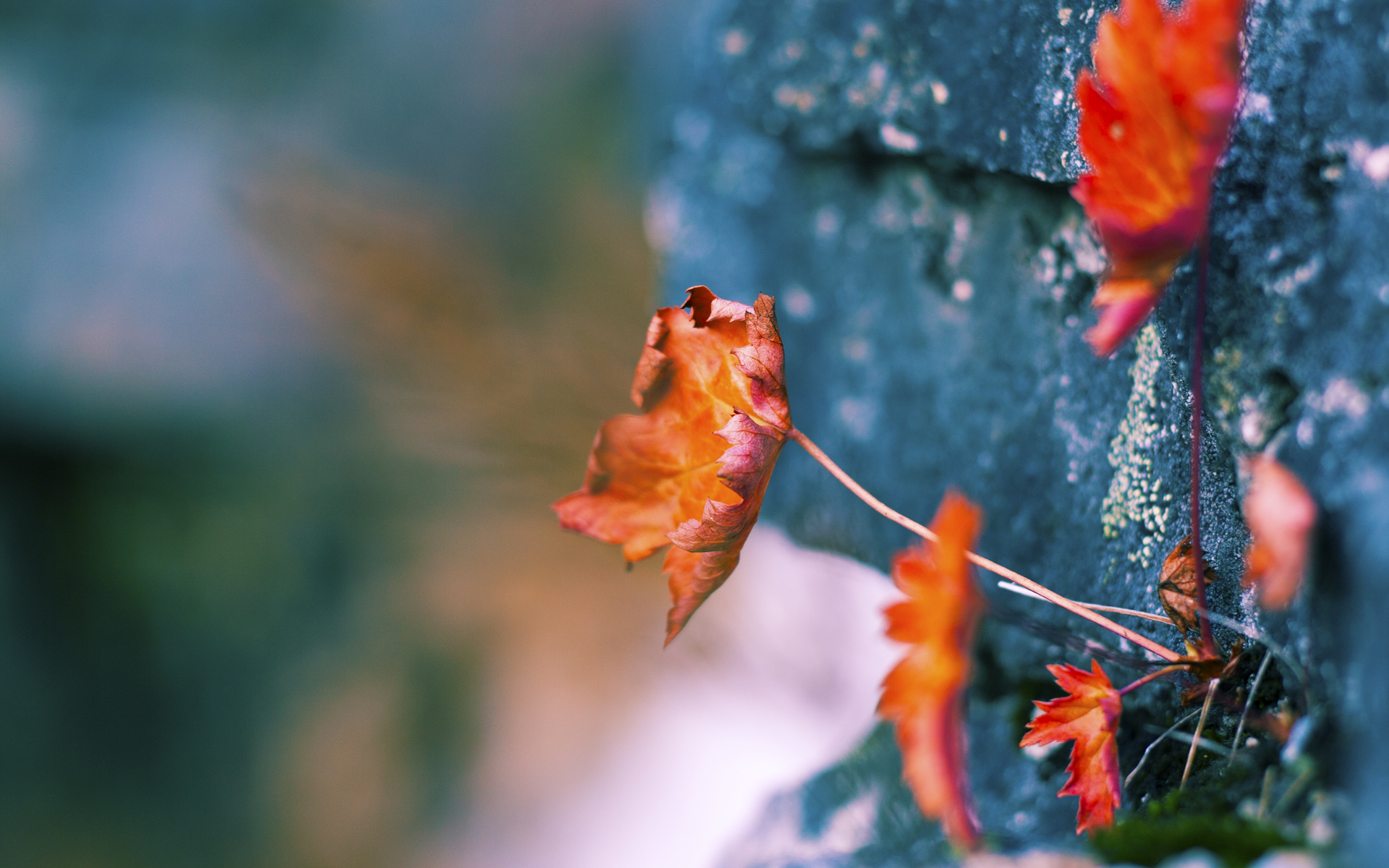 6连败困扰法兰克福,今晚对勒沃库森迎来关键时刻,勒沃库森和法兰克福关系好不好