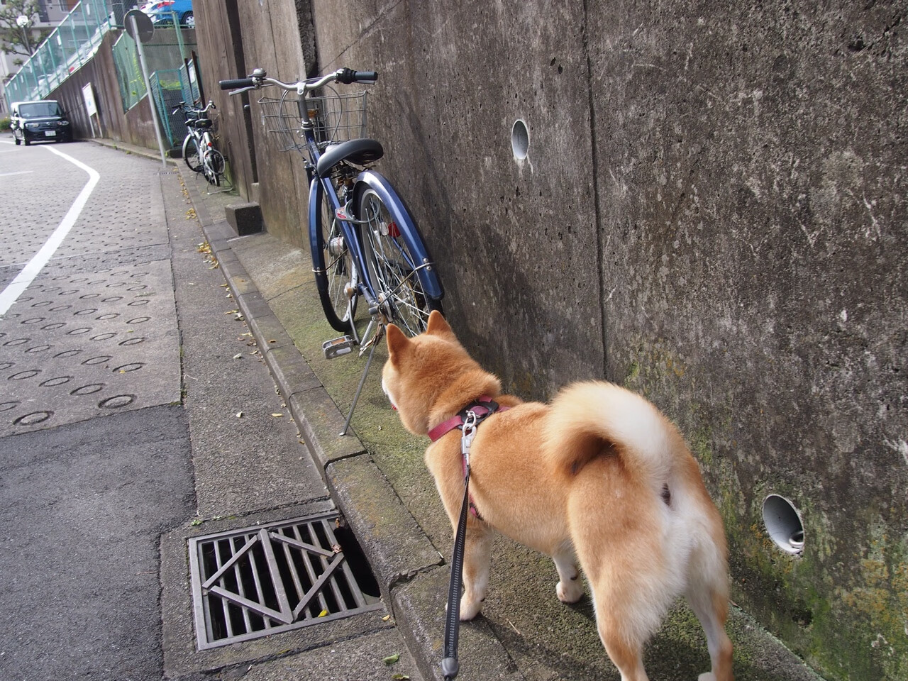 中国足球职业联赛加快赛事数字化进程,中国足球职业联赛正式开始