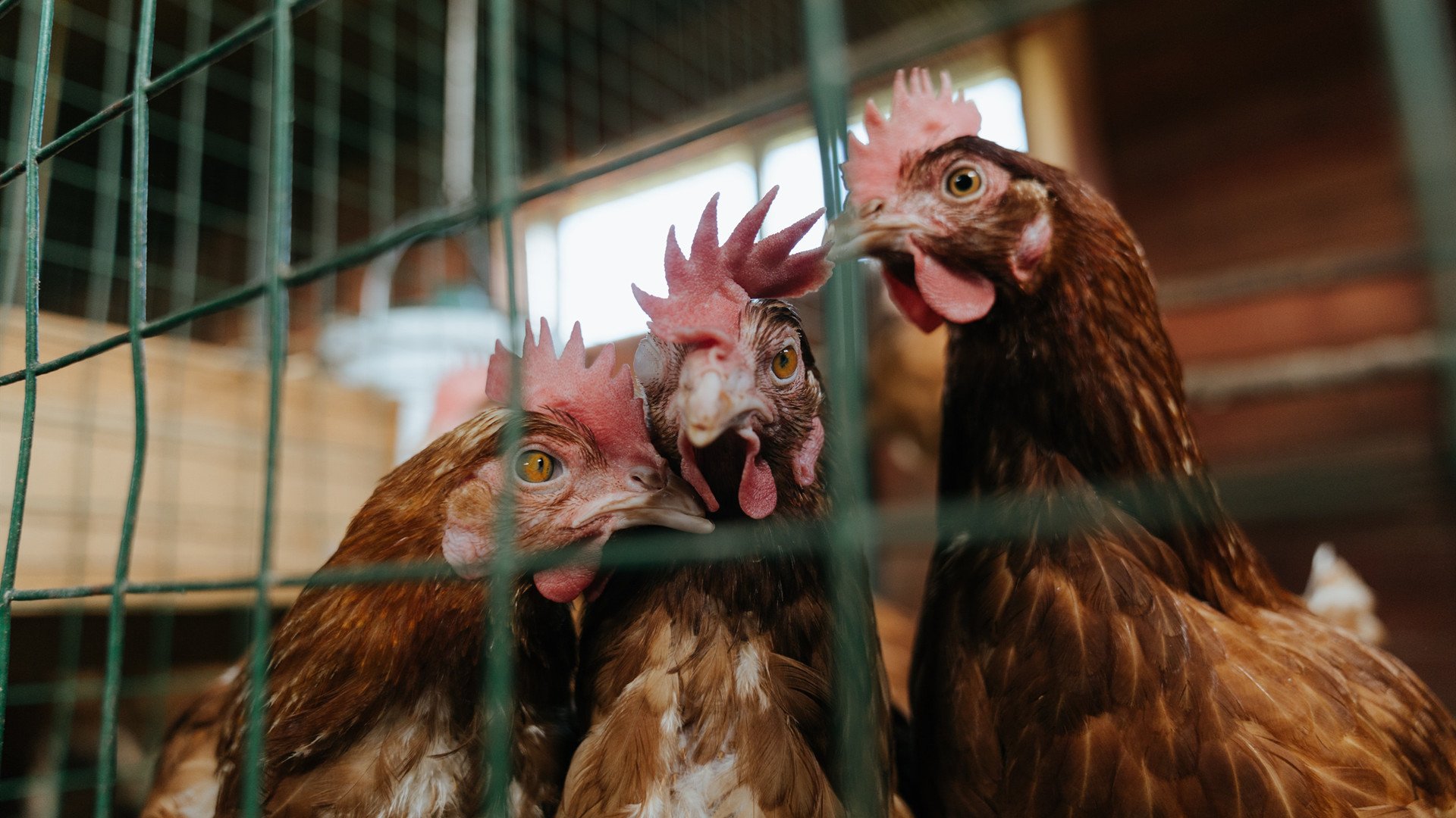 华体会登录地址-中国足球联赛评分规则调整对比赛策略的影响，中国足球联赛等级划分