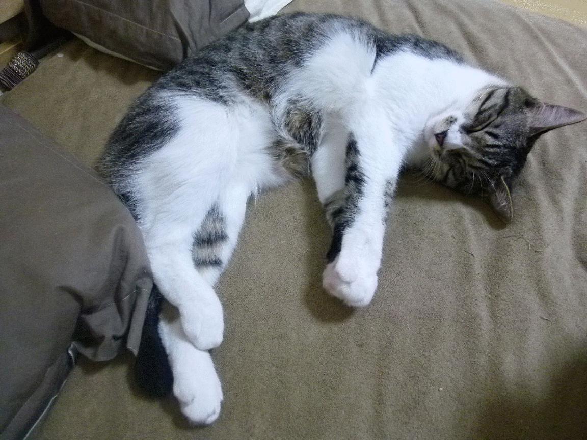 中超联赛裁判员职业培训体系完善，中超裁判员宣誓