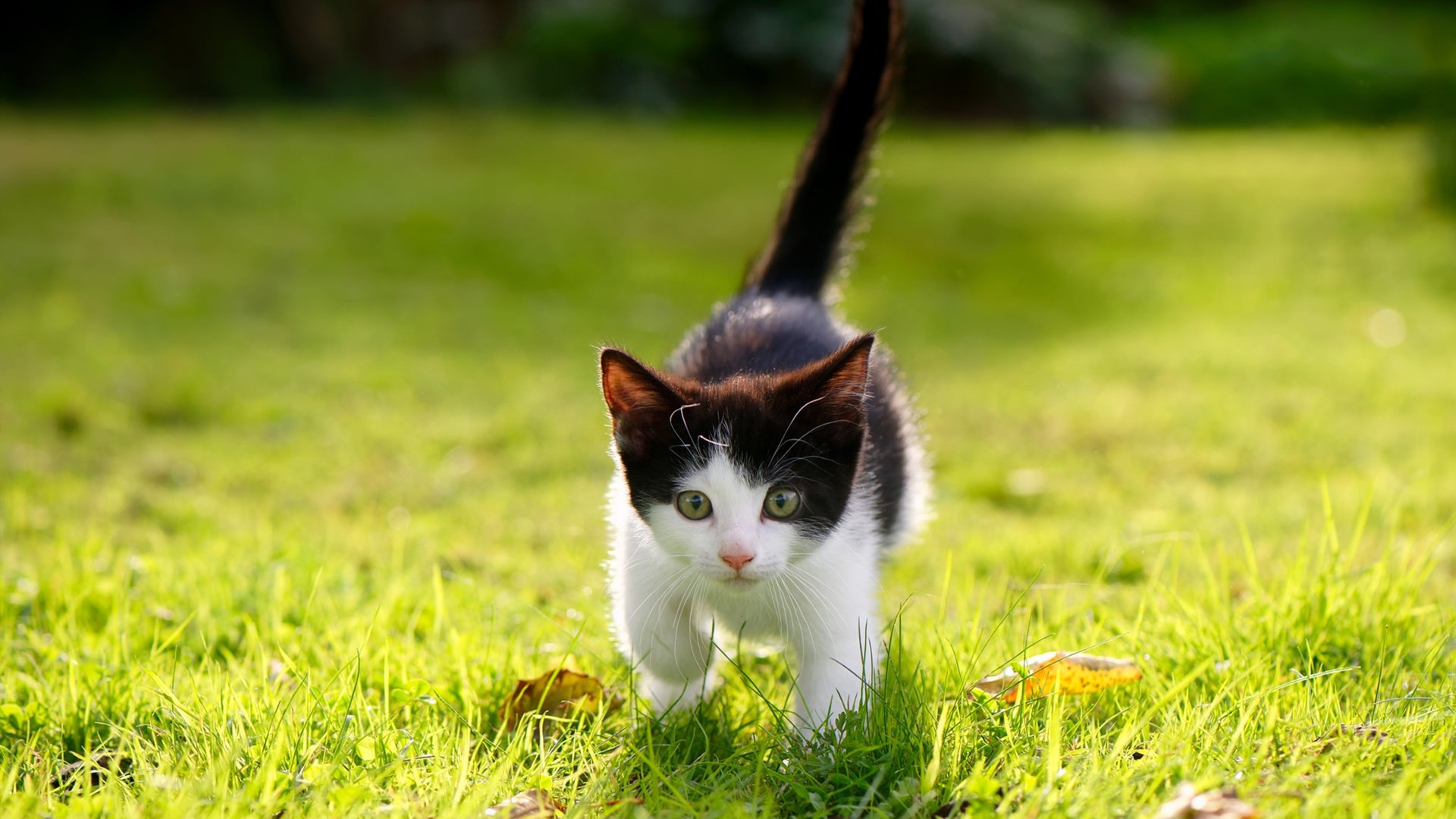 华体会网址-九年级英语短语全收录，初三党复习高效助手，九年级英语短语归纳用法集萃